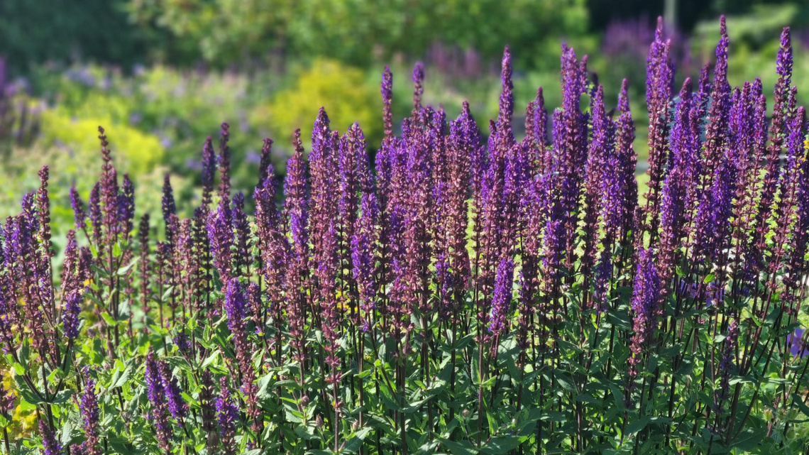 Sommer på Beder Kirkegård