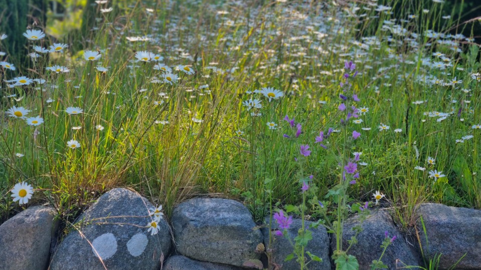 Sommerblomster Beder Kirkegård