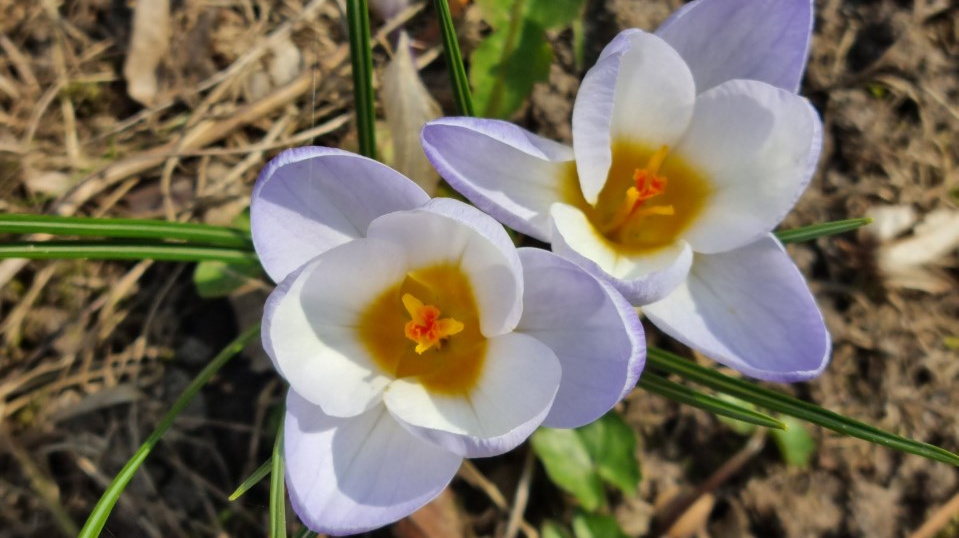Forårsblomster på Beder Kirkegård